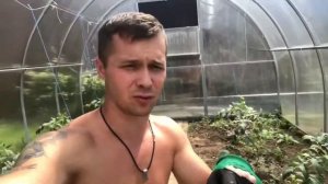 Можно ли посадить пасынки помидор