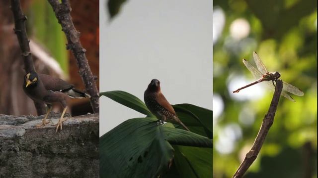 Canon Powershot SX 530 HS Review Test video and photo смотреть онлайн