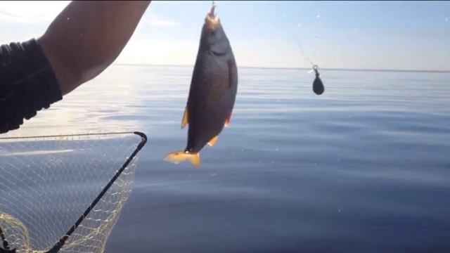 Ловля плотвы на Финском заливе смотреть онлайн