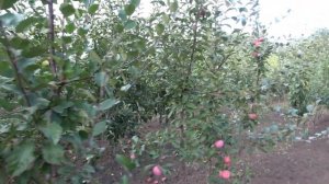 Яблоня ОДИССО, ДЖЕРСИ, БЕЛЛИДА  и др. / Обзор контрольного плодоношения от 05.09.2022г. / Часть7