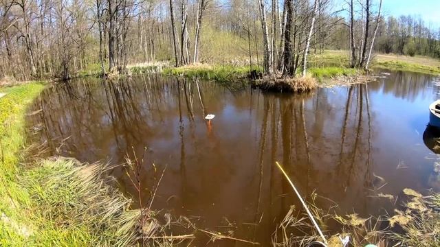 Свой пруд на участке - 2 года после зарыбления. Разведение рыбы. Пруд своими руками на хуторе смотреть онлайн
