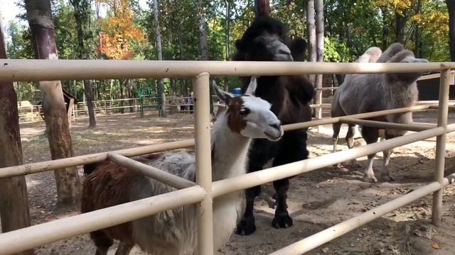 Ева едет на ферму и кормит животных. Видео для детей и животные смотреть онлайн