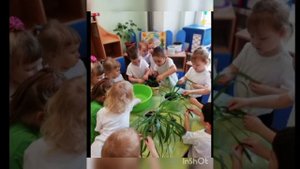 Уход за комнатными растениями в уголке природы средняя группа(доу)