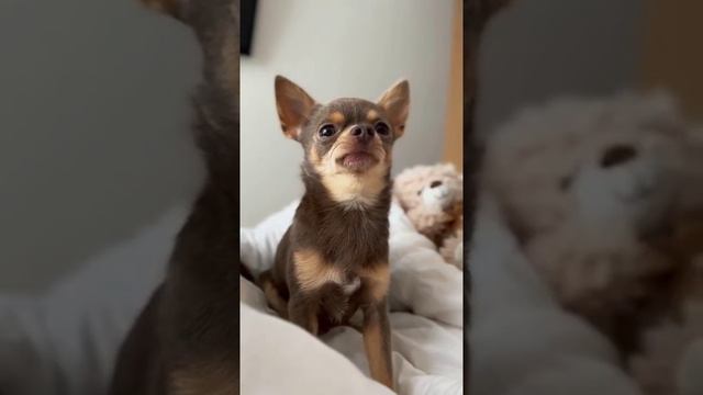 Пёс Лёня Милашка смотреть онлайн