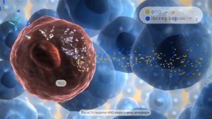 Материал 5 Стелара  Механизм действия