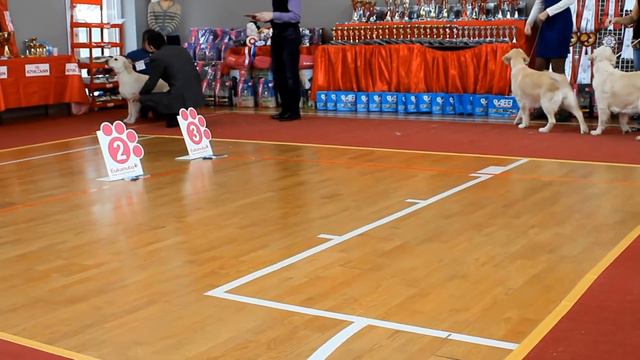 Моно голден ретривер Екатеринбург старшие классы девочки смотреть онлайн