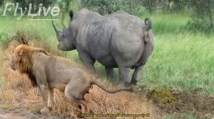 Lion & White Rhino Marking His Territory | Lion pooping, Rhino pooping