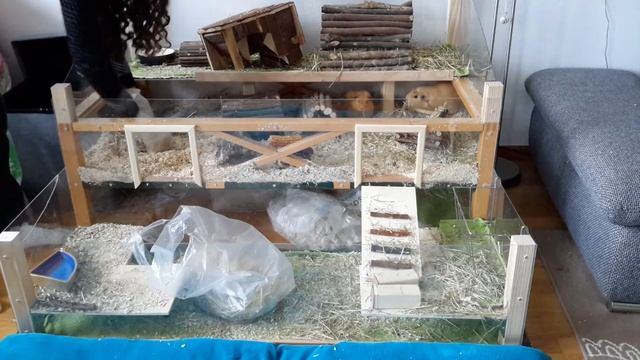 ♥ Уборка стеллажа морских свинок ♥ Guinea pigs cage cleaning смотреть онлайн