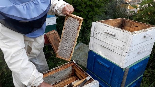 70 кг июньского мёда с кассетно-корпусного улья смотреть онлайн