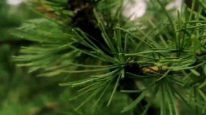 Северный дуб: чем удивительна лиственница?