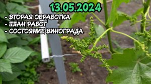 Май 2024. Вторая обработка. План работ. Состояние винограда.