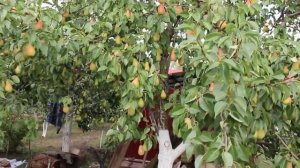 Груша Талгарская красавица Россия | Растущая Таврида