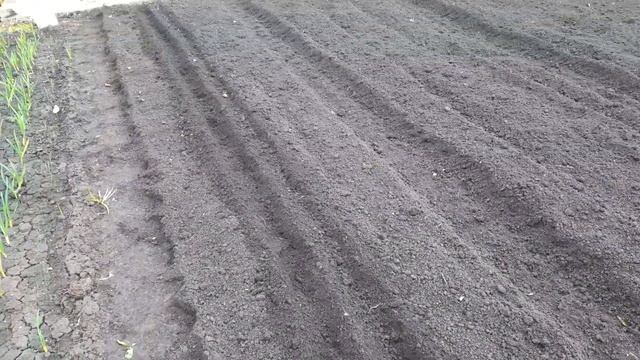 Сажаем ЛУК и МОРКОВЬ по всем ПРАВИЛАМ! #какпосадитьлук #какпосадитьморковь