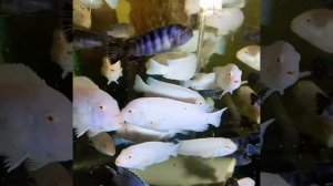 белый принц цихлида, Демасони, пиндани