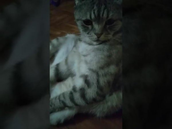 Кот сидит как человек