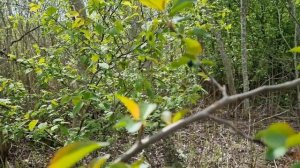 Синий Жук В Лесу! Нападение жуков !