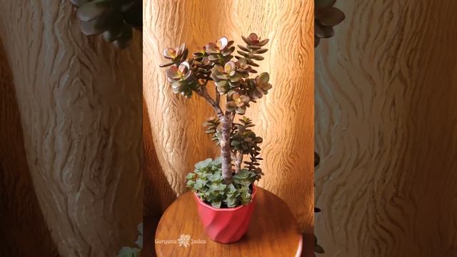 Крассула овата Минор. Crassula ovata Minor