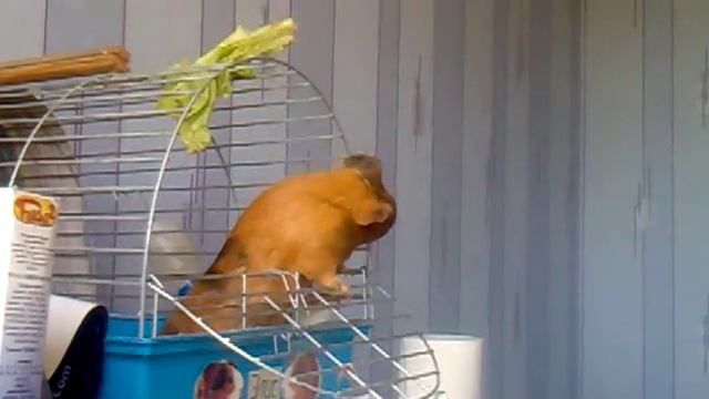 Морская свинка против капусты смотреть онлайн