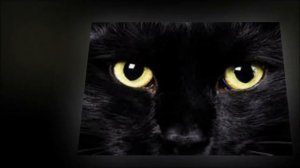 Булат Окуджава. Песенка про черного кота