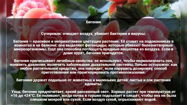 Самые полезные комнатные растения