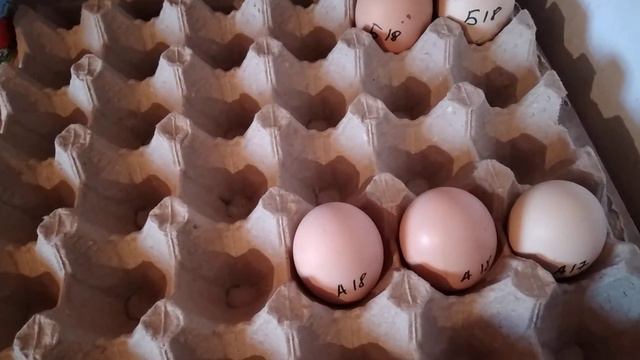 Утята растут/Заложила куриные яйца/Курица снесла Большое яйцо смотреть онлайн