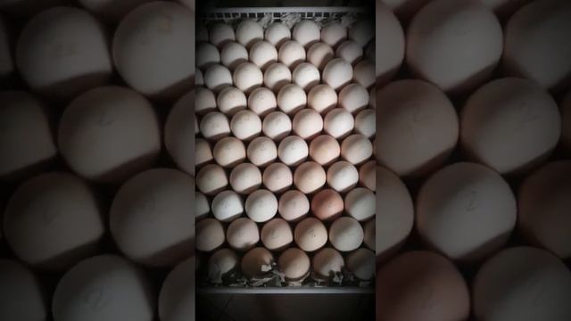 Первая закладка 2.02 2023. ливенские ситцевые куры смотреть онлайн