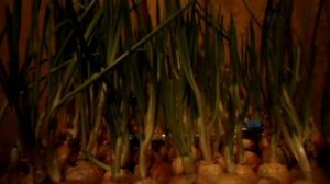 Заключительное видео по луку на перо. Выводы. Итоги. Стоит ли выращивать лук на зелень.