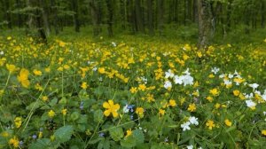 Лес. Пение птиц. Природа. Голос жаворонка и соловья.