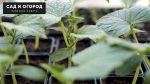 РАССАДА НИКОГДА НЕ БУДЕТ ВЫТЯГИВАТЬСЯ! ИСПОЛЬЗУЮ  ВОТ ЭТО ДЛЯ ПОЛУЧЕНИЯ КРЕПКОЙ РАССАДЫ!