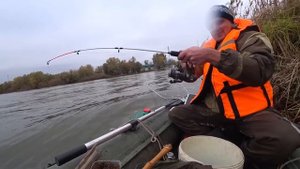 Удачная рыбалка. Таскаю одну за одной. Разведка по хищнику