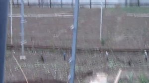 Вкапываем столбы  для нового виноградника