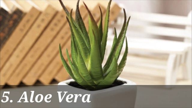 Top 10 low maintenance indoor plants 🚰 | Easy to grow indoor plants 🌱