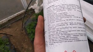 Опыление клубники в закрытом грунте