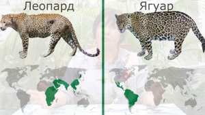 Леопард или ягуар? Наталья Носова