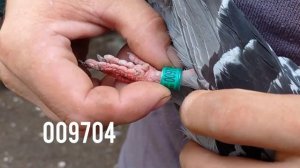 СРОЧНО!!! Спортивный голубь кольцо 009704. URGENT!!! Sports pigeon ring 009704.