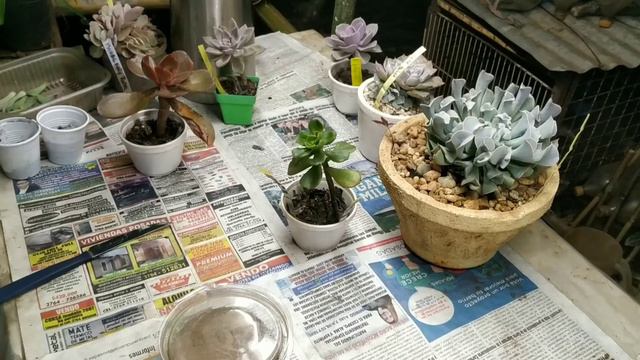 Reproducción de suculentas por medio de corte o decapite. смотреть онлайн