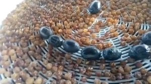 СУШКА ИЗЮМА ,ПРОБУЮ СУШИЛКУ В РАБОТЕ И ПРОЧЕЕ.