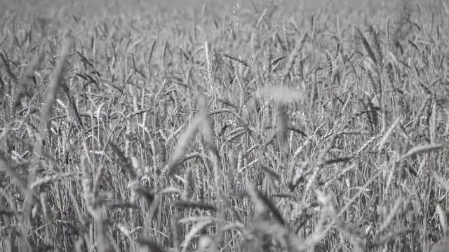 Шаганэ. Стихи Сергея Есенина. Поёт Икбол Мастонов. Клип 2021   1807 смотреть онлайн