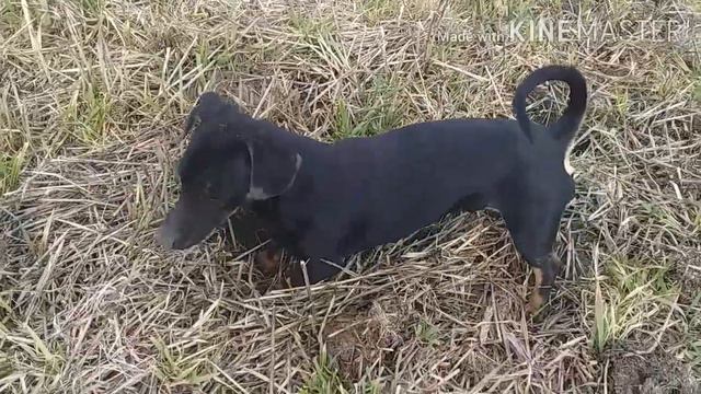 Собака на охоте Такса #охота #dachshund | Собаки Собачий день Собачья жизнь Про собак Собачье видео