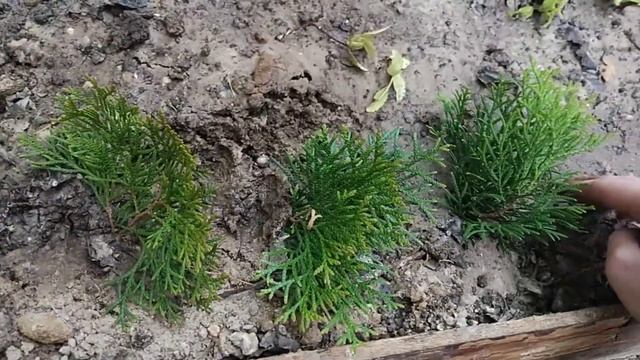 Размножение туи Смарагд в мае смотреть онлайн