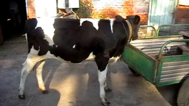 от теленка до коровы 4