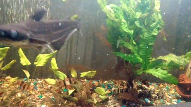 Пангасиусы смотреть онлайн