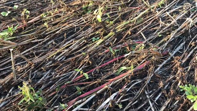 No - Till Brassica Food Plot Buckwheat Method смотреть онлайн