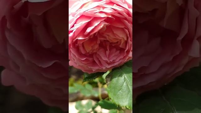 РОЗА ДжУбили Селебрейшн /Jubilee Celebration / Радость первому цветку