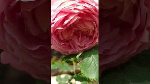 РОЗА ДжУбили Селебрейшн /Jubilee Celebration / Радость первому цветку