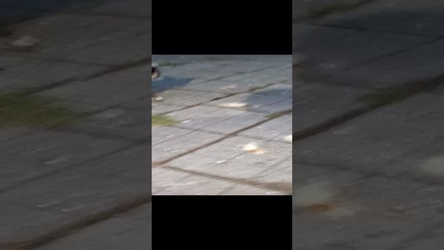 енотик