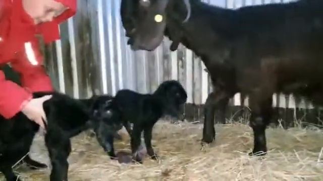 Дамасская Шами, козочка родила 2-х козляток.???❤ смотреть онлайн