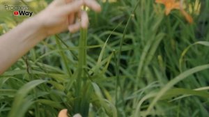 Готовим цветы к зиме! Советы в цветнике осенью. Что делать с цветами осенью?!