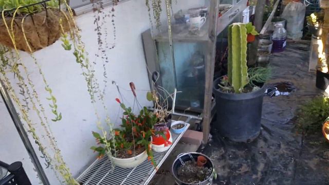 #korea#succulent#echeveria #crested #đột biến!!!!cắt cành làm RỄ phần 2 het .05.07.2022 смотреть онлайн