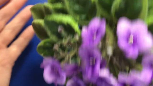 Фиалки Химеры обзор на коллекцию смотреть онлайн